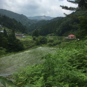 かみこやの周辺の里山 satoyama