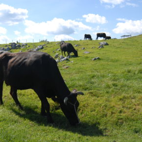 草を食む牛