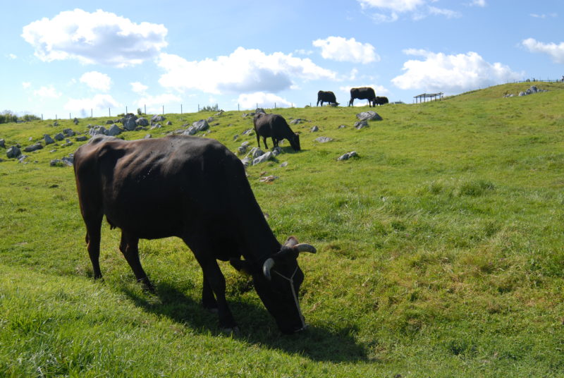 草を食む牛